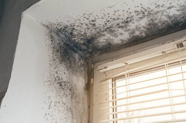 Affordable Basement Mold Remediation solutions in Hickory Corners, MI