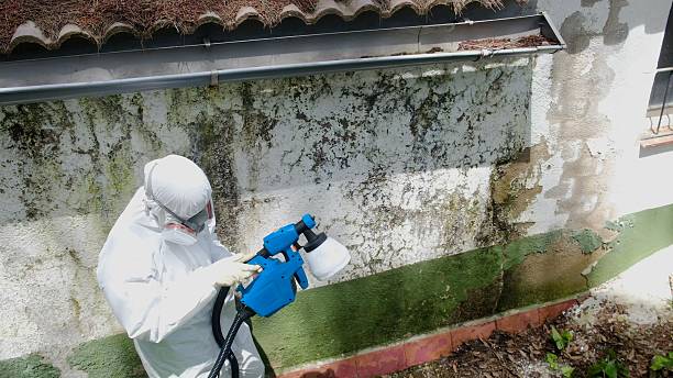 Top rated local Basement Mold Remediation specialists in Hickory Corners, MI